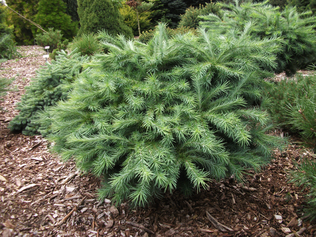 Larix kaempferi 'Horstmann'