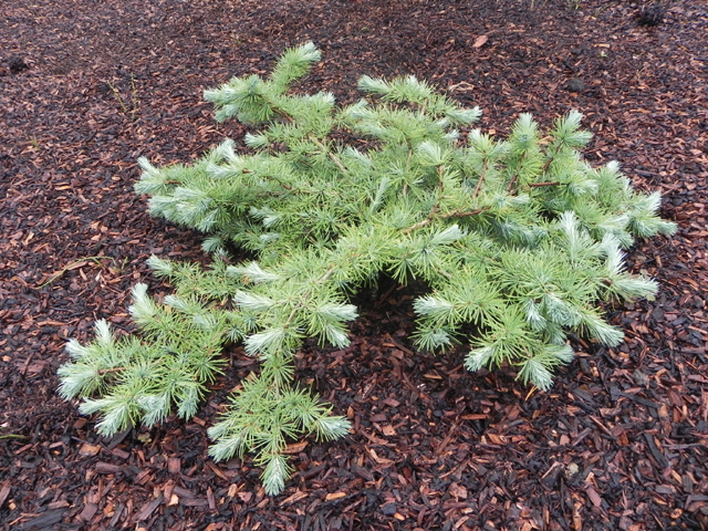 Larix marschlinsii (x) (L. kaempferi x L. decidua) 'Hondsrug'