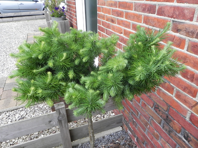 Larix marschlinsii (x) (L. kaempferi x L. decidua) 'Turtleback'