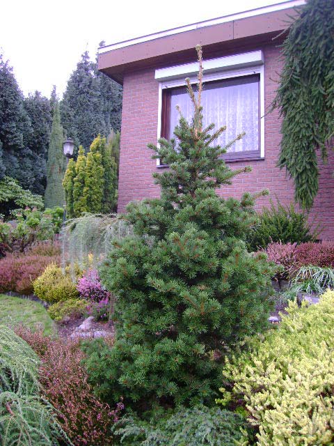 Picea abies 'Lombartsii' (P. pungens Lucky Strike)