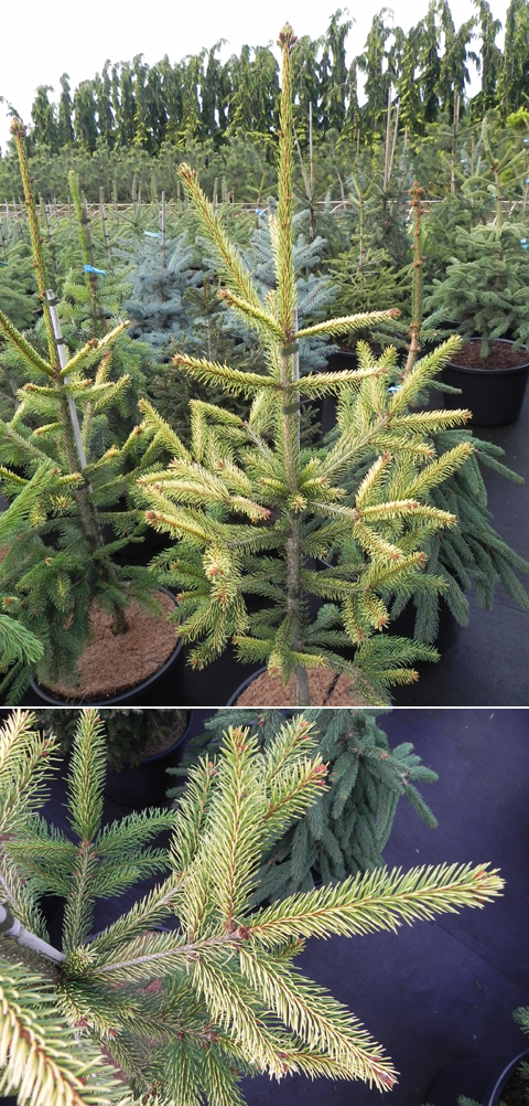 Picea abies 'Argentea'