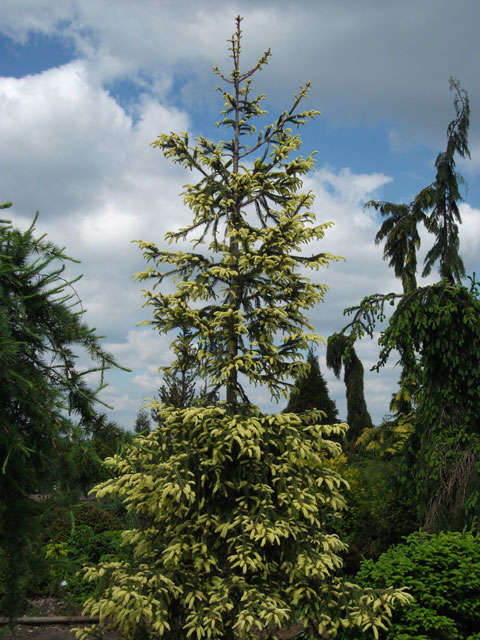 Picea abies 'Argenteospica'