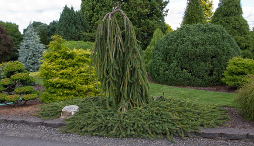 Picea abies 'Cobra'