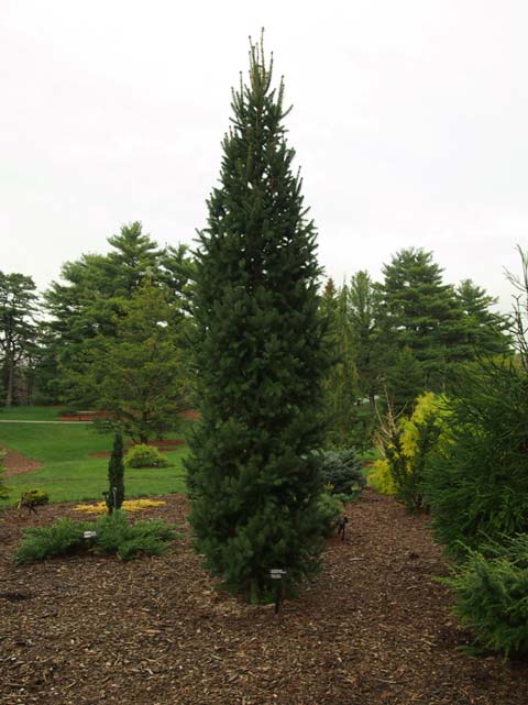 Picea abies 'Columnaris'