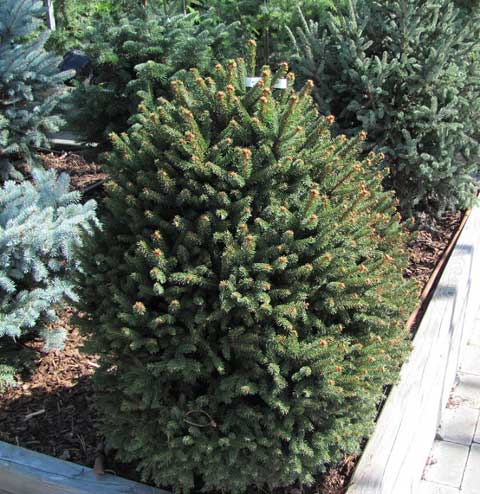 Picea abies 'Compacta'