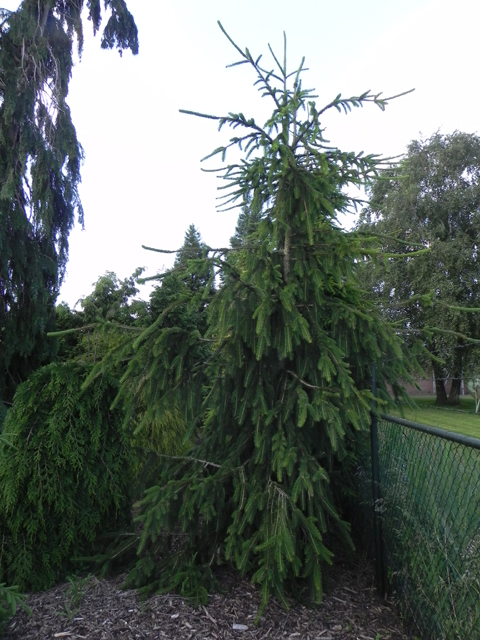 Picea abies 'Cranstonii'