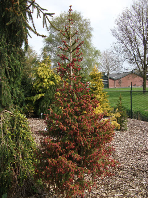 Picea abies 'Cruenta'