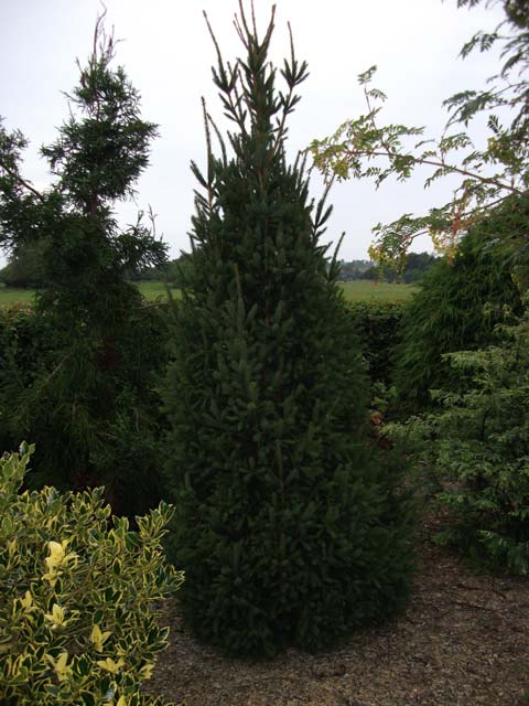 Picea abies 'Cupressina'