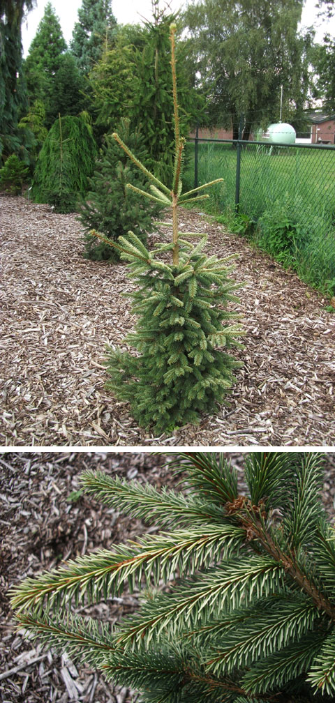 Picea abies 'Elegantissima'