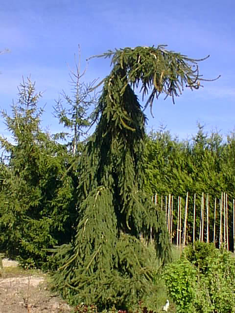 Picea abies 'Frohburg'