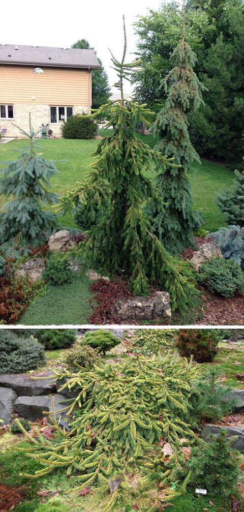 Picea abies 'Gold Drift'