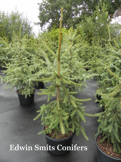 Picea abies 'Inversa'