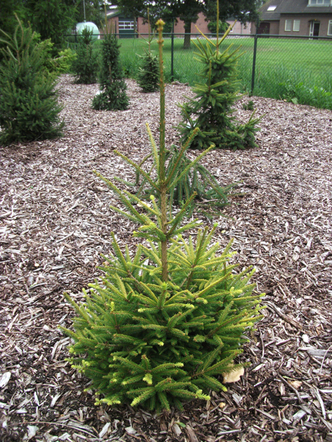 Picea abies 'Koca'