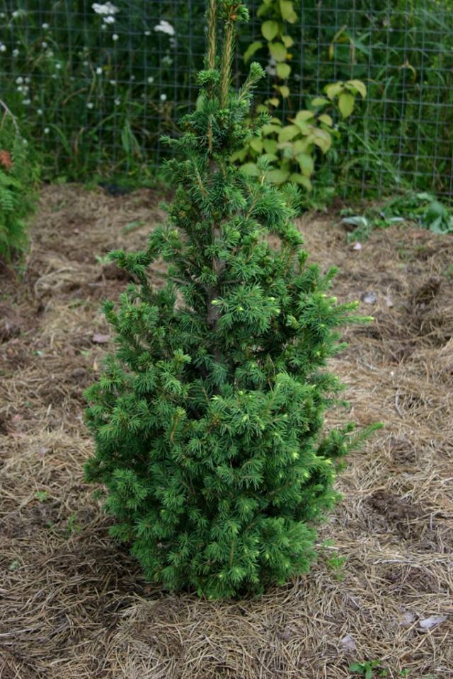 Picea abies 'Leshiy'