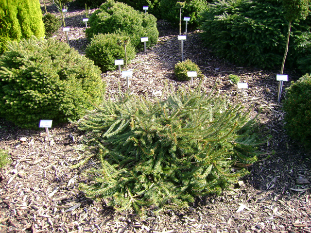 Picea abies 'Loreley'