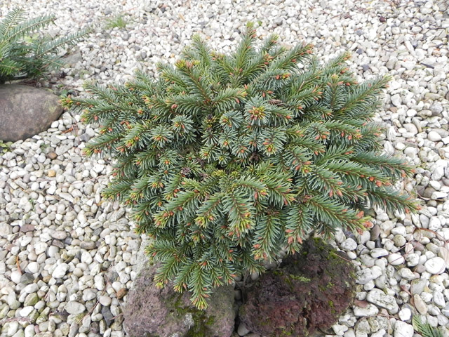 Picea abies 'Losely'