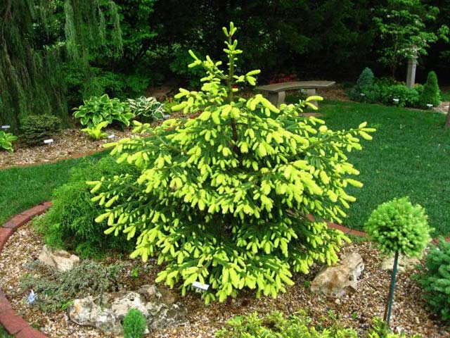 Picea abies 'Perry's Gold'