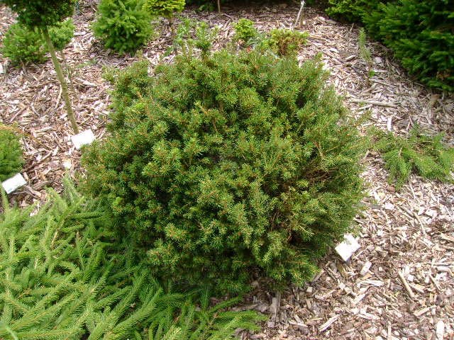 Picea abies 'Petra'