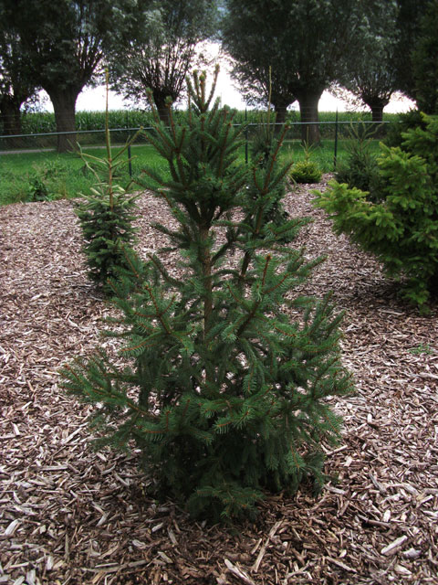 Picea abies 'Pyramidata'