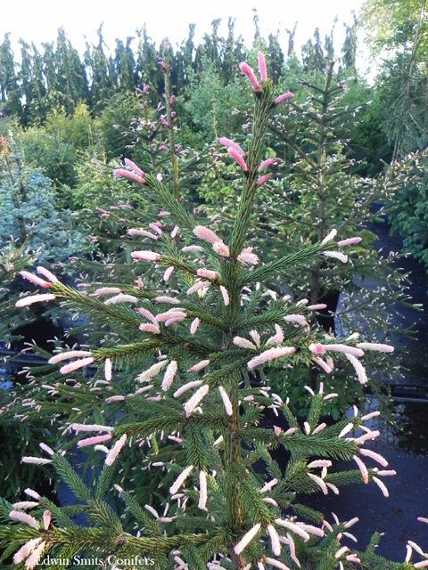 Picea abies 'Roseospica'