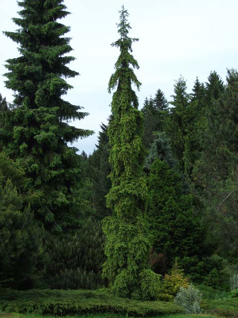 Picea abies 'Rothenhausii' (Rothenhaus, Rothenhausii Pendula)