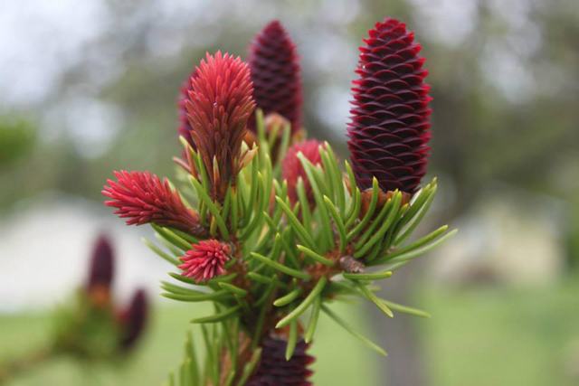 Picea abies 'Rubraspicata'