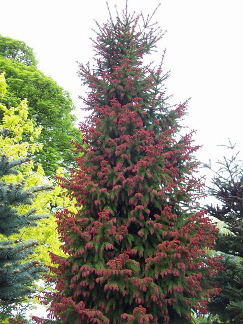 Picea abies 'Rydal'