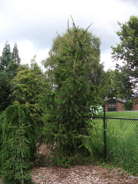 Picea abies 'Viminalis'