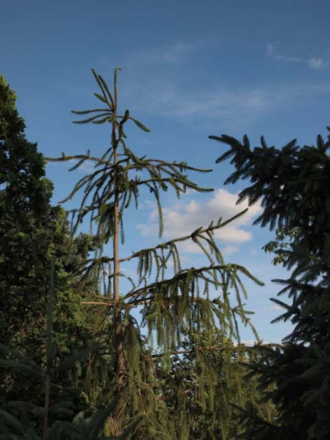 Picea abies 'Virgata'