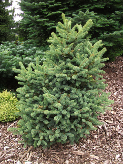 Picea asperata 'Dwarf Form'