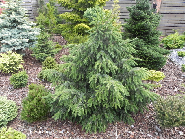 Picea breweriana 'Zwergform Wstemeyer' ('H.B. Wstemeyer')