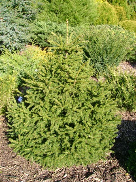 Picea orientalis 'Filip's Little Mound' Picea orientalis 'Filip's Little Mound'