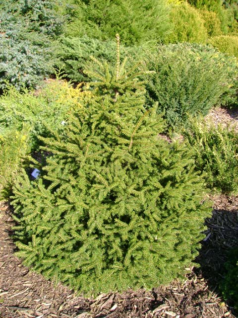 Picea orientalis 'Filip's Little Mound'