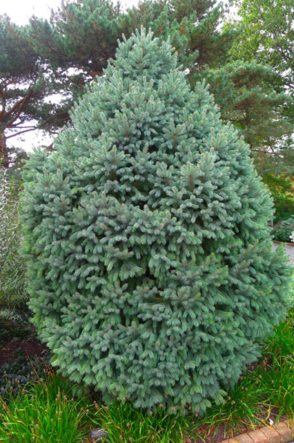 Picea engelmannii 'Compact'
