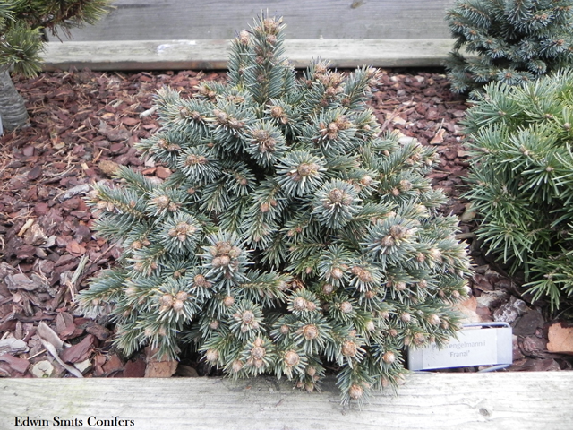 Picea engelmannii 'Franzi' (# 66)