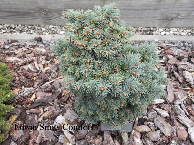 Picea engelmannii 'Heike' (# 67)