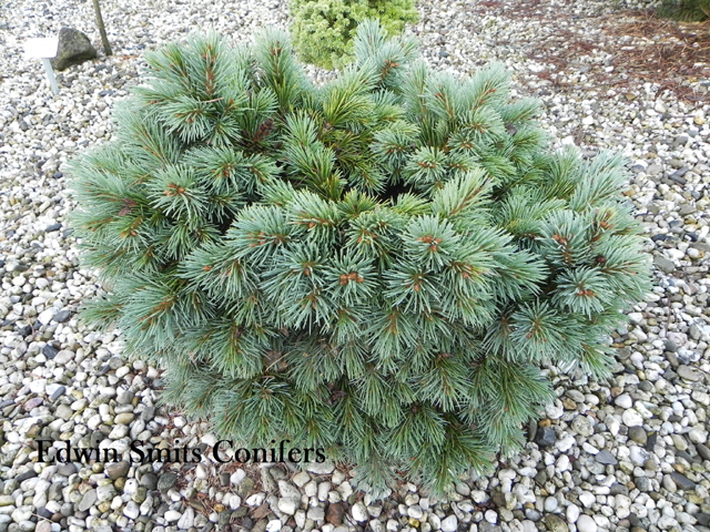 Picea engelmannii 'Hobo' (# 57)