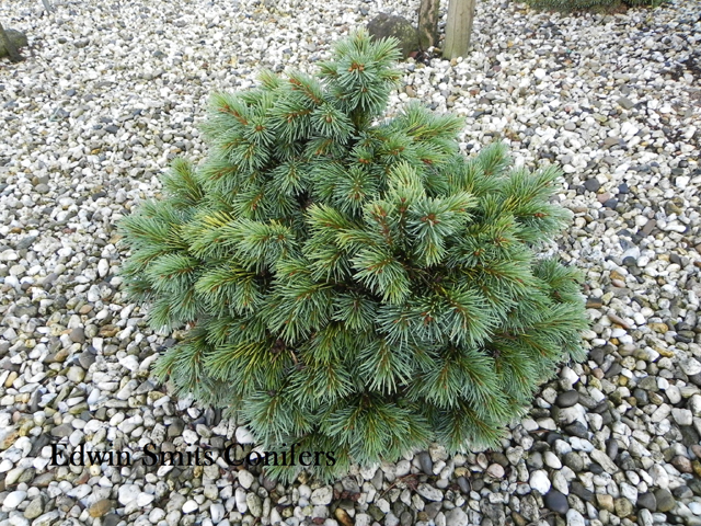 Picea engelmannii 'Lobo' (# 56)