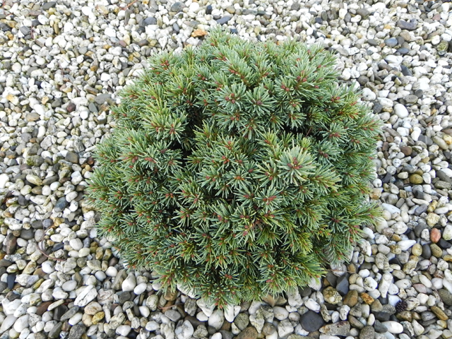 Picea engelmannii 'Pocahontas'