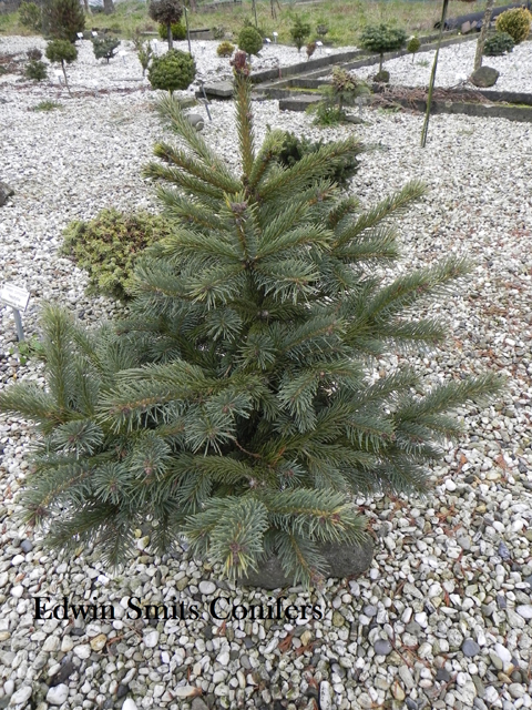 Picea engelmannii 'Promise'