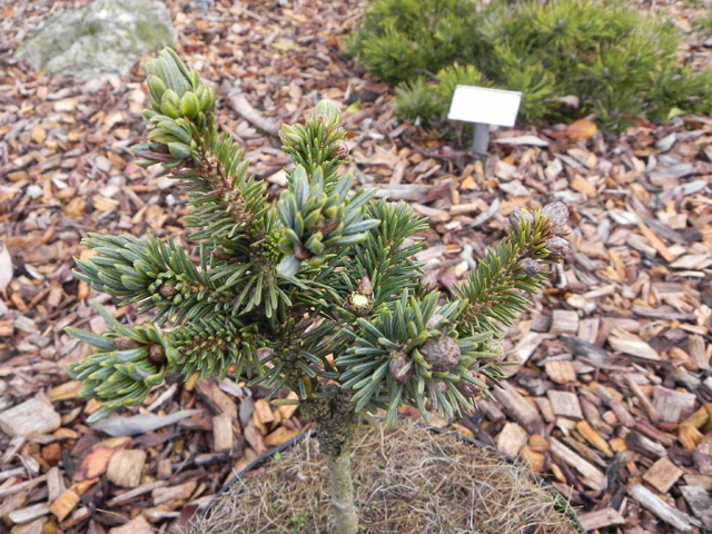 Picea glauca 'Abigail'