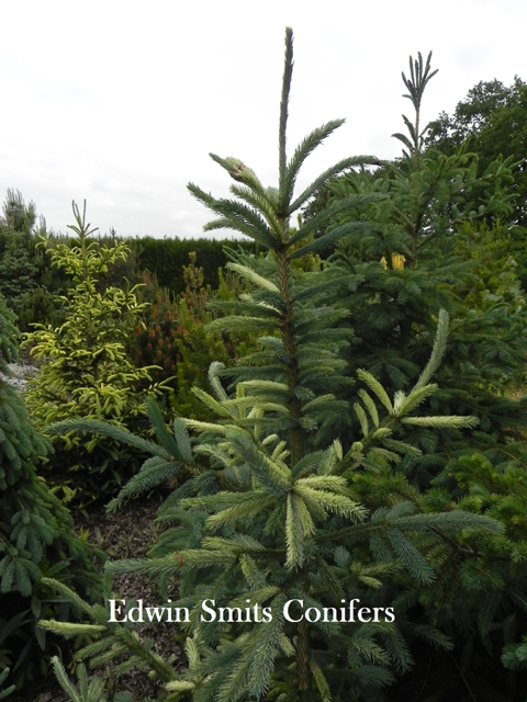 Picea glauca 'Dent'