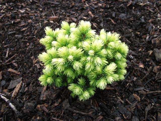 Picea albertiana (x) (P.glauca x P.engelmannii) 'Jalako Gold'