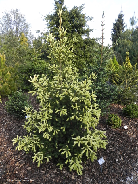 Picea glauca </em>var.<em> densata 'Macs Gold' (McConnels Gold)