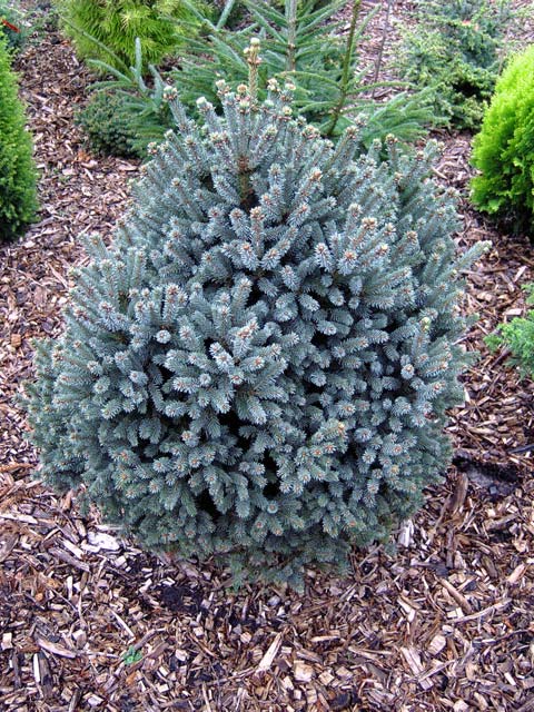 Picea glauca 'Nana'