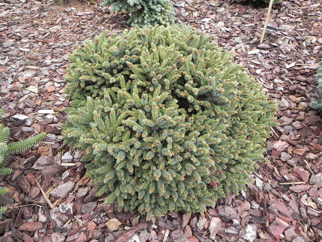 Picea glauca 'Paleček'