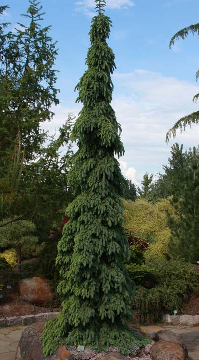 Picea glauca 'Pendula'