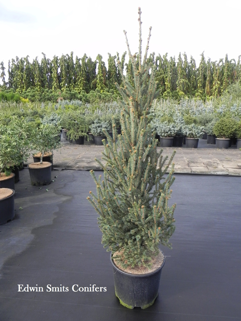 Picea albertiana (x) (P.glauca x P.engelmannii) 'Omer'