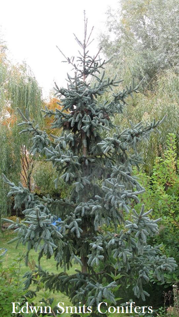Picea glauca </em>var.<em> densata 'Coerulea'