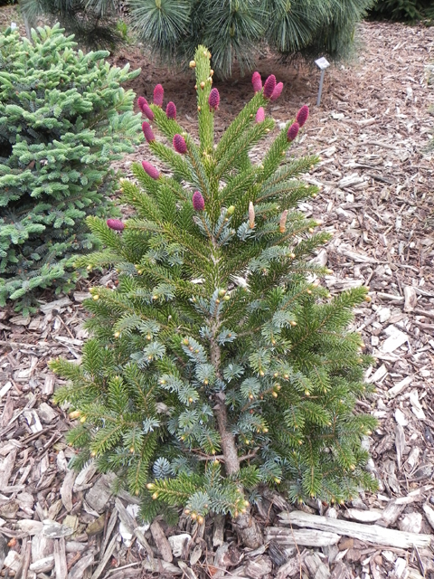 Picea jezoensis 'Nana'